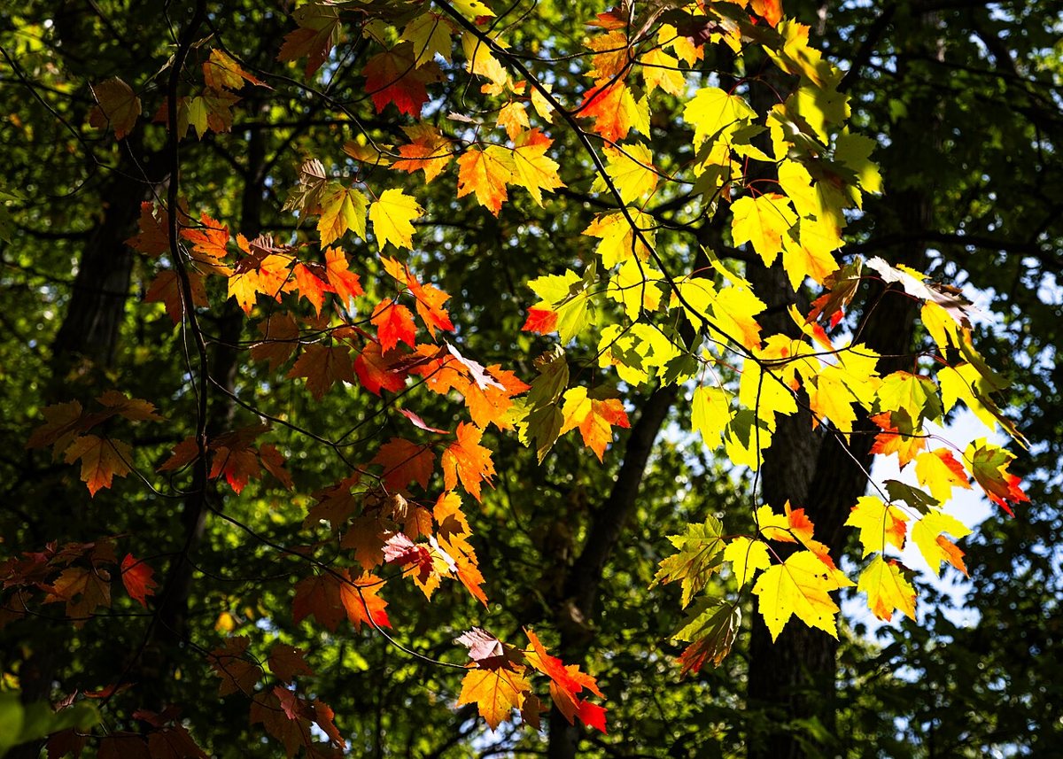 Trails and woods at Theodore Wirth Regional Park