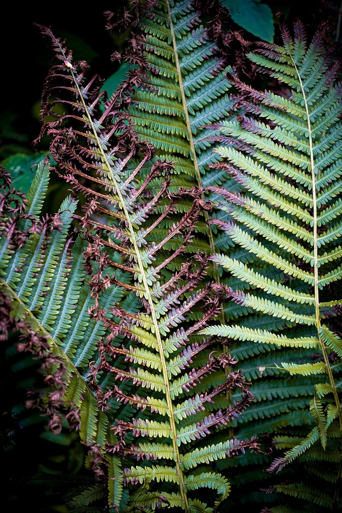 Ferns unfurling in spring at the Eloise Butler Wildflower Garden in Theodore Wirth Park